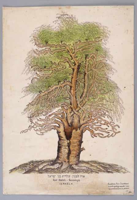 drzewo genealogiczne